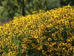 Sonnenbraut 'Goldrausch' -Angebote Wurzel Zeit Store sonnenbraut goldrausch m058706 w 5