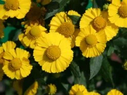 Sonnenbraut 'Kanaria' -Angebote Wurzel Zeit Store sonnenbraut kanaria m001634 w 1