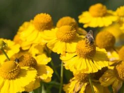 Sonnenbraut 'Kanaria' -Angebote Wurzel Zeit Store sonnenbraut kanaria m001634 w 2