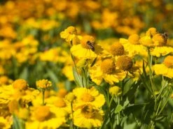 Sonnenbraut 'Kanaria' -Angebote Wurzel Zeit Store sonnenbraut kanaria m001634 w 3