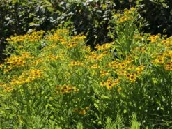 Sonnenbraut 'Kanaria' -Angebote Wurzel Zeit Store sonnenbraut kanaria m001634 w 4