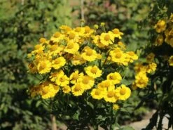 Sonnenbraut 'Kanaria' -Angebote Wurzel Zeit Store sonnenbraut kanaria m001634 w 5