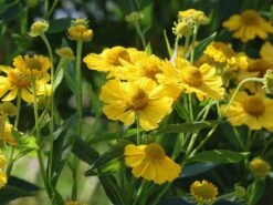 Sonnenbraut 'Kanaria' -Angebote Wurzel Zeit Store sonnenbraut kanaria m001634 w 6