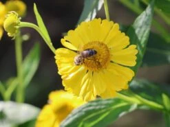 Sonnenbraut 'Kanaria' -Angebote Wurzel Zeit Store sonnenbraut kanaria m001634 w 7