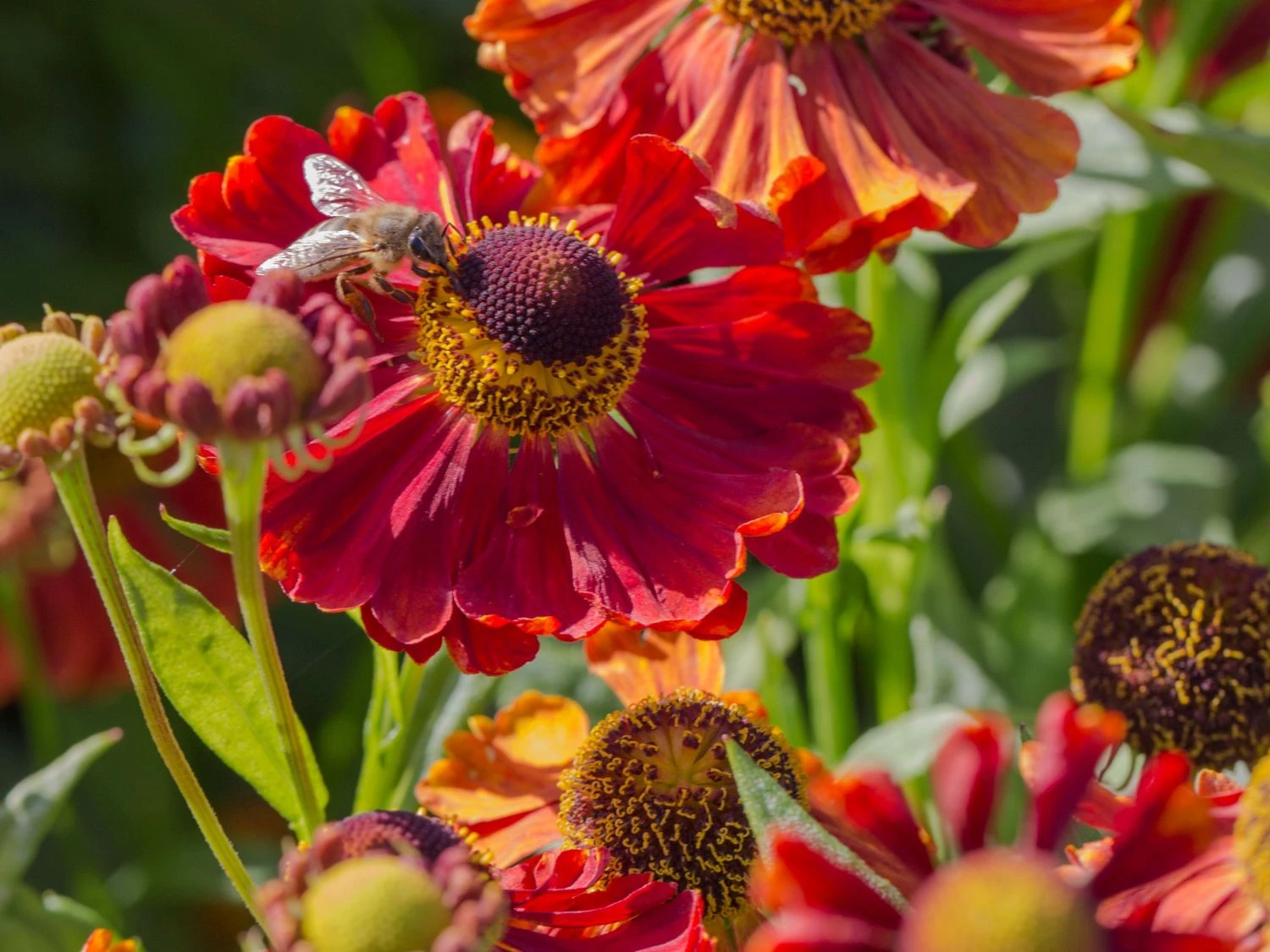 Sonnenbraut 'Mahagoni' 3 Sonnenbraut 'Mahagoni' – Bild 3