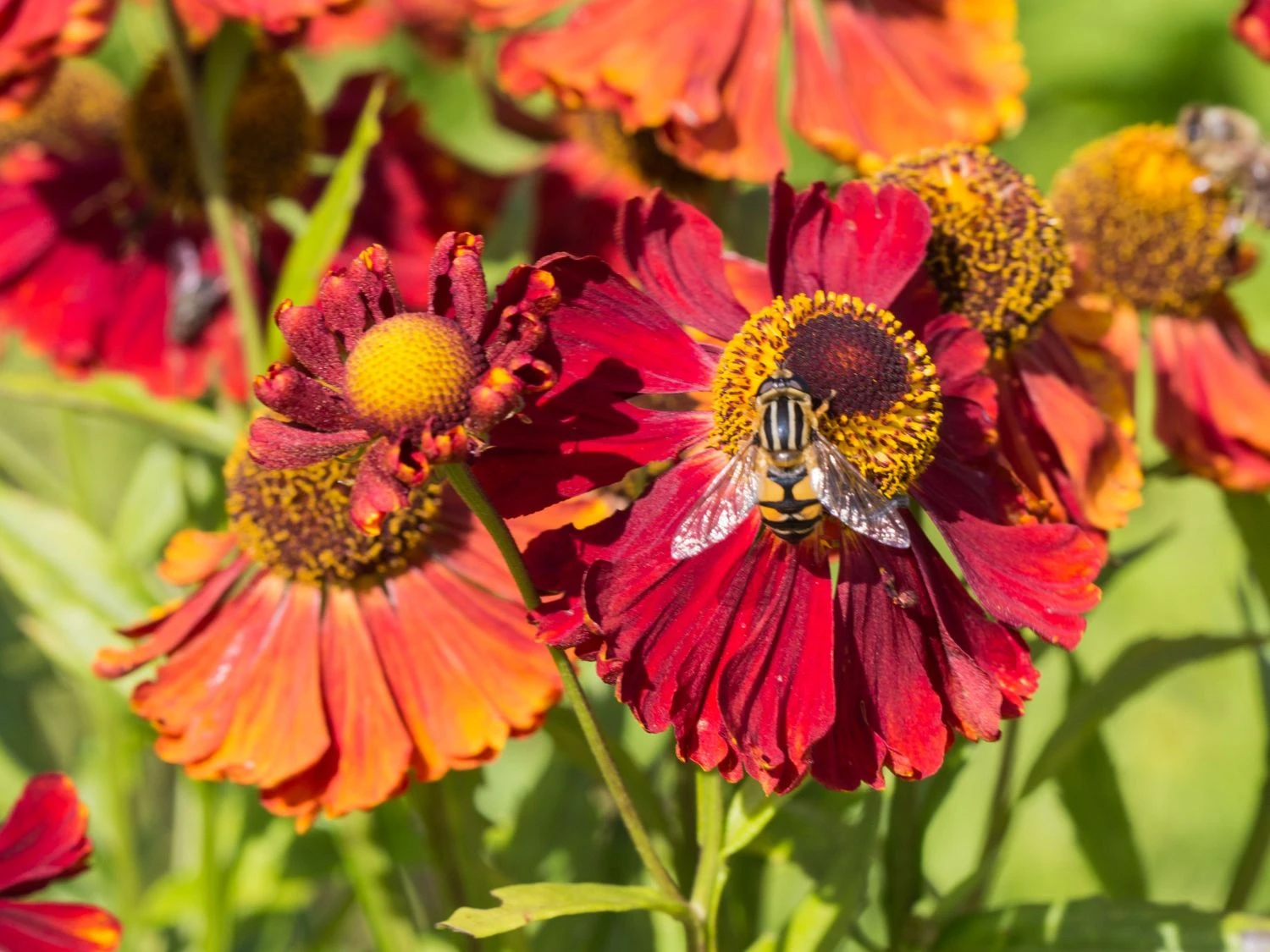 Sonnenbraut 'Mahagoni' 5 Sonnenbraut 'Mahagoni' – Bild 5