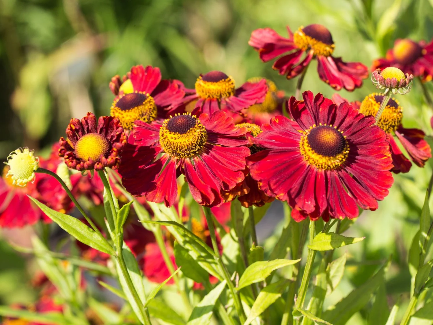 Sonnenbraut 'Mahagoni' 4 Sonnenbraut 'Mahagoni' – Bild 4