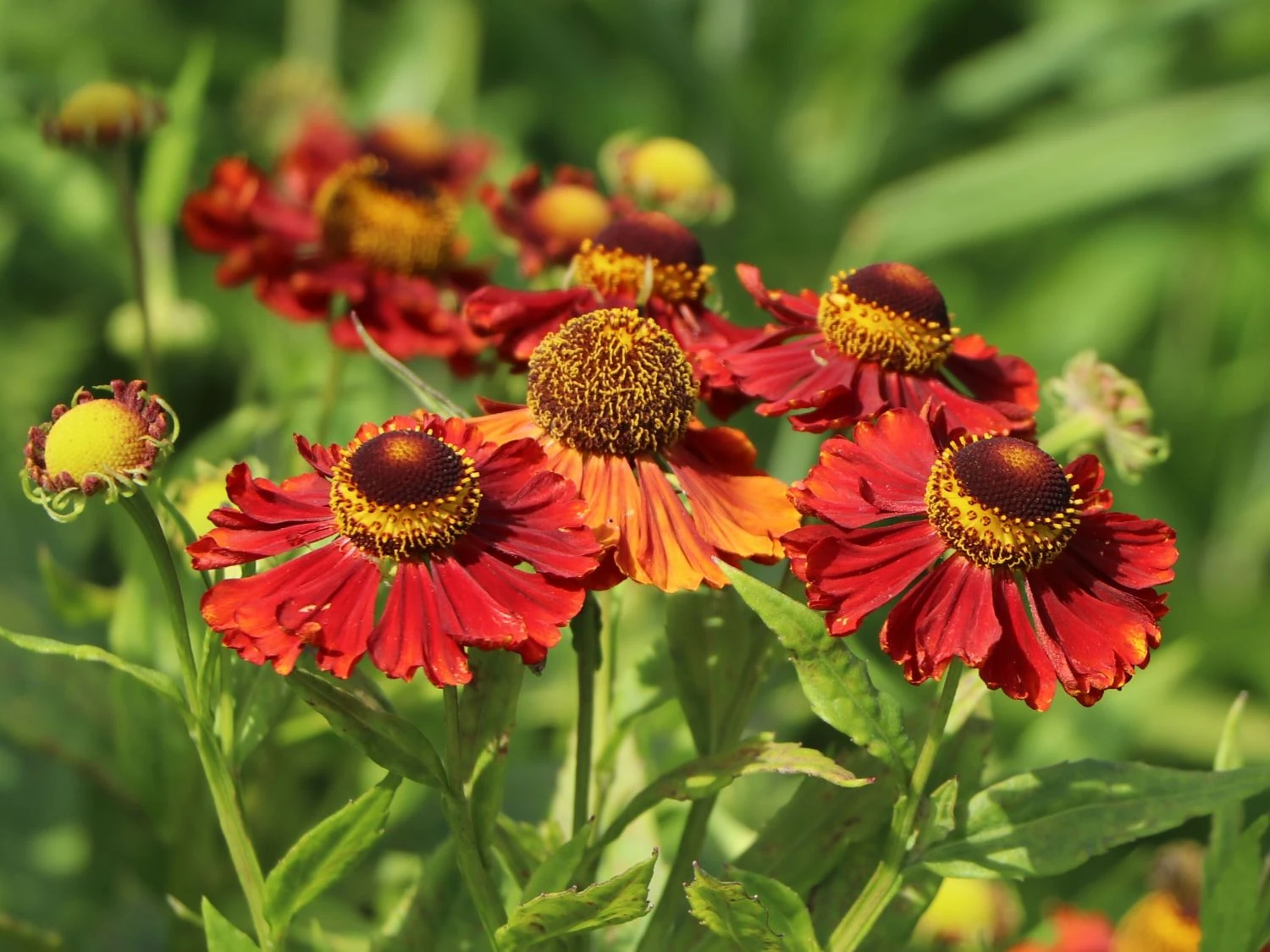 Sonnenbraut 'Mahagoni' 7 Sonnenbraut 'Mahagoni' – Bild 7