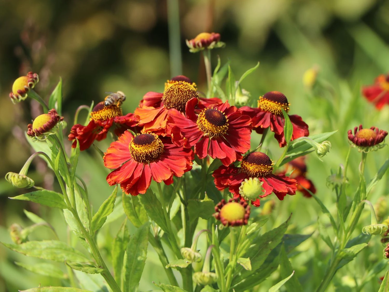 Sonnenbraut 'Mahagoni' 6 Sonnenbraut 'Mahagoni' – Bild 6