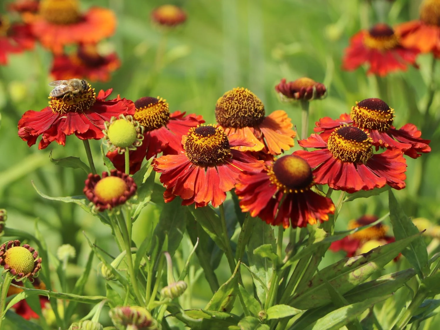 Sonnenbraut 'Mahagoni' 2 Sonnenbraut 'Mahagoni' – Bild 2