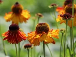 Angebote Wurzel Zeit Store 10 Sonnenbraut 'Moerheim Beauty'