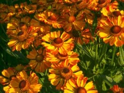 Sonnenbraut 'Rauchtopas' -Angebote Wurzel Zeit Store sonnenbraut rauchtopas m058730 w 0