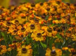 Sonnenbraut 'Rauchtopas' -Angebote Wurzel Zeit Store sonnenbraut rauchtopas m058730 w 1