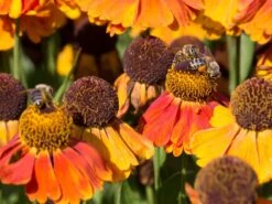 Sonnenbraut 'Sahin's Early Flowerer' ® -Angebote Wurzel Zeit Store sonnenbraut sahins early flowerer m058736 w 1