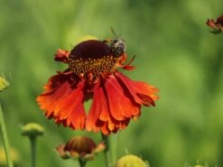 Sonnenbraut 'Sahin's Early Flowerer' ® -Angebote Wurzel Zeit Store sonnenbraut sahins early flowerer m058736 w 11