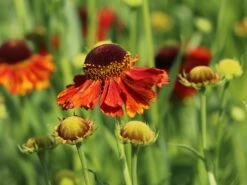 Sonnenbraut 'Sahin's Early Flowerer' ® -Angebote Wurzel Zeit Store sonnenbraut sahins early flowerer m058736 w 3