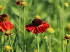 Sonnenbraut 'Sahin's Early Flowerer' ® -Angebote Wurzel Zeit Store sonnenbraut sahins early flowerer m058736 w 4