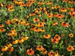 Sonnenbraut 'Sahin's Early Flowerer' ® -Angebote Wurzel Zeit Store sonnenbraut sahins early flowerer m058736 w 5