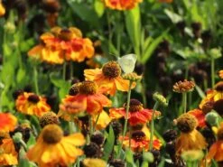 Sonnenbraut 'Sahin's Early Flowerer' ® -Angebote Wurzel Zeit Store sonnenbraut sahins early flowerer m058736 w 6