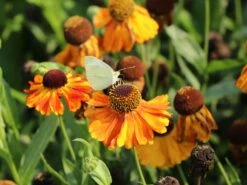 Sonnenbraut 'Sahin's Early Flowerer' ® -Angebote Wurzel Zeit Store sonnenbraut sahins early flowerer m058736 w 7