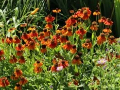 Sonnenbraut 'Sahin's Early Flowerer' ® -Angebote Wurzel Zeit Store sonnenbraut sahins early flowerer m058736 w 9