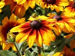 Sonnenhut Sunbeckia ® 'Luna' -Angebote Wurzel Zeit Store sonnenhut sunbeckia luna m124328 w 0