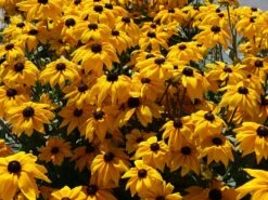 Sonnenhut Sunbeckia ® 'Paulina' -Angebote Wurzel Zeit Store sonnenhut sunbeckia paulina m124323 w 0