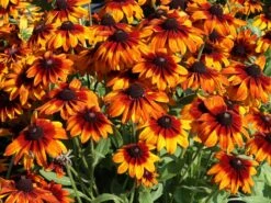 Sonnenhut Sunbeckia ® 'Sarah'