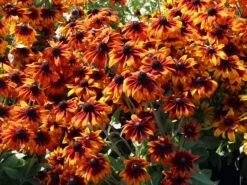 Sonnenhut Sunbeckia ® 'Sarah' -Angebote Wurzel Zeit Store sonnenhut sunbeckia sarah m124322 w 0