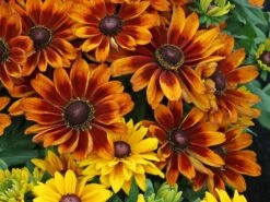 Sonnenhut Sunbeckia ® 'Sarah' -Angebote Wurzel Zeit Store sonnenhut sunbeckia sarah m124322 w 1