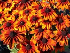Sonnenhut Sunbeckia ® 'Sarah' -Angebote Wurzel Zeit Store sonnenhut sunbeckia sarah m124322 w 3