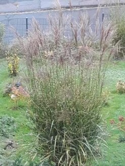 Stachelschweingras / Zebraschilf 'Strictus' -Angebote Wurzel Zeit Store stachelschweingras zebraschilf strictus m009063 1058284 0