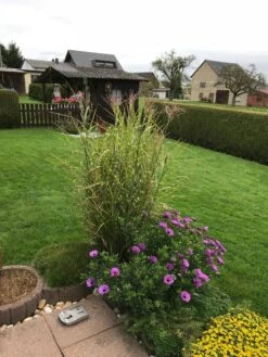 Stachelschweingras / Zebraschilf 'Strictus' -Angebote Wurzel Zeit Store stachelschweingras zebraschilf strictus m009063 193676 0