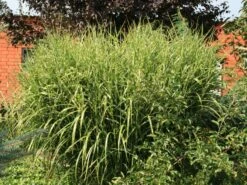 Stachelschweingras / Zebraschilf 'Strictus' -Angebote Wurzel Zeit Store stachelschweingras zebraschilf strictus m009063 w 0