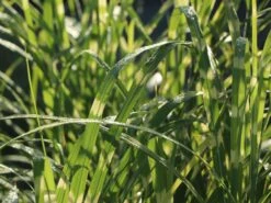 Stachelschweingras / Zebraschilf 'Strictus' -Angebote Wurzel Zeit Store stachelschweingras zebraschilf strictus m009063 w 1