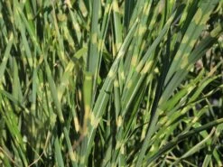 Stachelschweingras / Zebraschilf 'Strictus' -Angebote Wurzel Zeit Store stachelschweingras zebraschilf strictus m009063 w 2