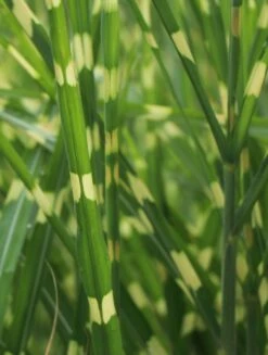 Stachelschweingras / Zebraschilf 'Strictus' -Angebote Wurzel Zeit Store stachelschweingras zebraschilf strictus m009063 w 4