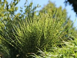 Stachelschweingras / Zebraschilf 'Strictus' -Angebote Wurzel Zeit Store stachelschweingras zebraschilf strictus m009063 w 6