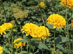 Stauden-Sonnenblume 'Loddon Gold'