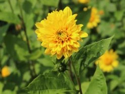 Stauden-Sonnenblume 'Loddon Gold' -Angebote Wurzel Zeit Store stauden sonnenblume loddon gold m058752 w 0