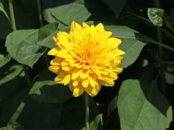 Stauden-Sonnenblume 'Loddon Gold' -Angebote Wurzel Zeit Store stauden sonnenblume loddon gold m058752 w 2