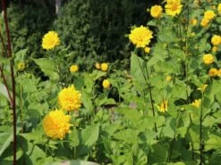 Stauden-Sonnenblume 'Loddon Gold' -Angebote Wurzel Zeit Store stauden sonnenblume loddon gold m058752 w 4