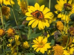 Stauden-Sonnenblume 'Meteor' -Angebote Wurzel Zeit Store stauden sonnenblume meteor m058754 w 0