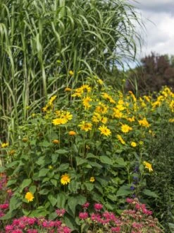 Stauden-Sonnenblume 'Meteor' -Angebote Wurzel Zeit Store stauden sonnenblume meteor m058754 w 1