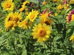 Stauden-Sonnenblume 'Meteor' -Angebote Wurzel Zeit Store stauden sonnenblume meteor m058754 w 10