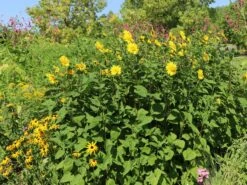 Stauden-Sonnenblume 'Meteor' -Angebote Wurzel Zeit Store stauden sonnenblume meteor m058754 w 11