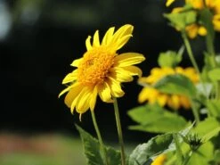 Stauden-Sonnenblume 'Meteor' -Angebote Wurzel Zeit Store stauden sonnenblume meteor m058754 w 4