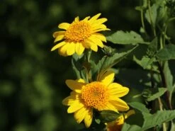 Stauden-Sonnenblume 'Meteor' -Angebote Wurzel Zeit Store stauden sonnenblume meteor m058754 w 6