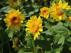 Stauden-Sonnenblume 'Meteor' -Angebote Wurzel Zeit Store stauden sonnenblume meteor m058754 w 7