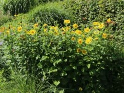 Stauden-Sonnenblume 'Meteor' -Angebote Wurzel Zeit Store stauden sonnenblume meteor m058754 w 8